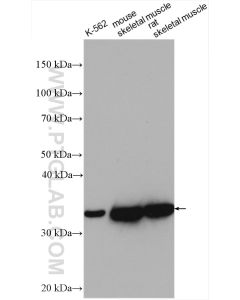 PDHB Polyclonal antibody proteintech 14744-1-AP
