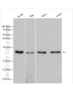ASC/TMS1 Polyclonal antibody proteintech 10500-1-AP
