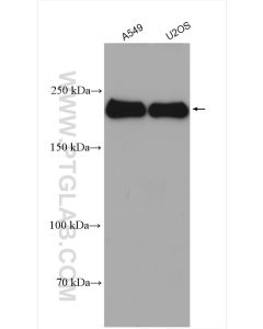MYH9 Polyclonal antibody proteintech 11128-1-AP