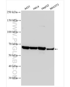 CKAP4 Polyclonal antibody proteintech 16686-1-AP