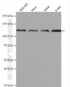HNRNPU Polyclonal antibody proteintech 14599-1-AP