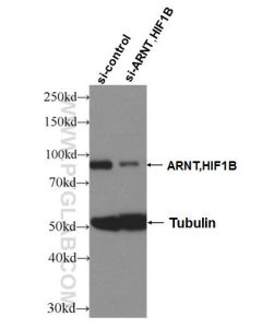 ARNT/HIF-1 beta Polyclonal antibody proteintech 14105-1-AP