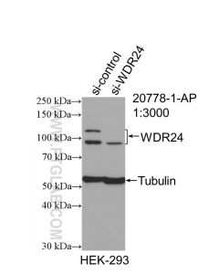 WDR24 Polyclonal antibody proteintech 20778-1-AP
