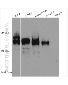 CD45 Polyclonal antibody proteintech 20103-1-AP