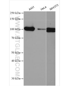 RIG-1/DDX58 Polyclonal antibody proteintech 25068-1-AP