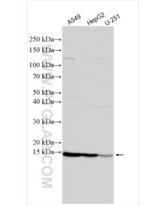 SRXN1 Polyclonal antibody proteintech 14273-1-AP