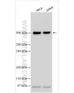 DYNC1H1 Polyclonal antibody proteintech 12345-1-AP