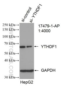 YTHDF1 Polyclonal antibody proteintech 17479-1-AP