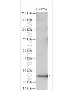 SNAP25 Polyclonal antibody proteintech 14903-1-AP