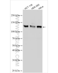 MCM2 Polyclonal antibody proteintech 10513-1-AP