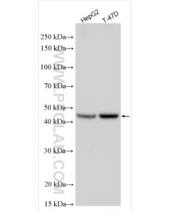 FDFT1 Polyclonal antibody proteintech 13128-1-AP