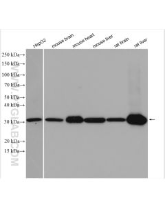 BDH1 Polyclonal antibody proteintech 15417-1-AP
