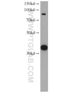 CYC1 Polyclonal antibody proteintech 10242-1-AP