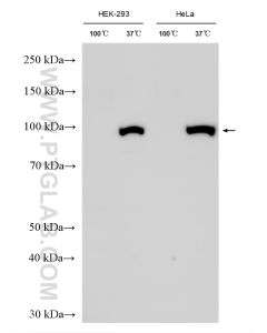 ATP1A1 Polyclonal antibody proteintech 14418-1-AP