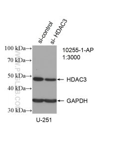 HDAC3 Polyclonal antibody proteintech 10255-1-AP