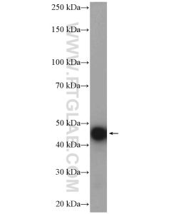 HOMER1 Polyclonal antibody proteintech 12433-1-AP