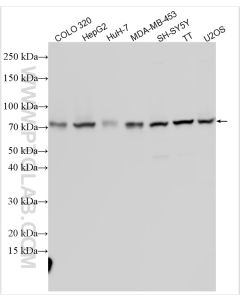 FAM222A Polyclonal antibody proteintech 31914-1-AP