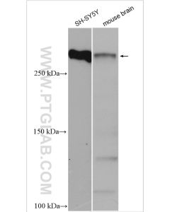 MAP2 Polyclonal antibody proteintech 17490-1-AP