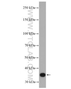 PPP2CA Polyclonal antibody proteintech 13482-1-AP