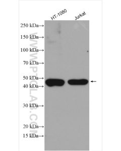 TRIP13 Polyclonal antibody proteintech 19602-1-AP