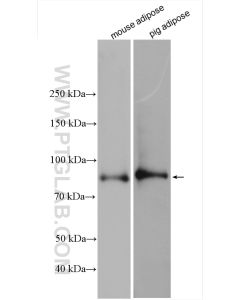 HSL Polyclonal antibody proteintech 17333-1-AP
