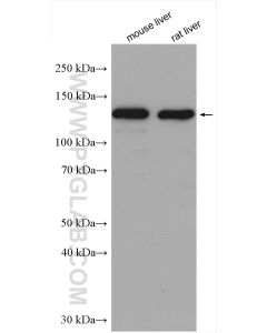 Pyruvate Carboxylase Polyclonal antibody proteintech 16588-1-AP