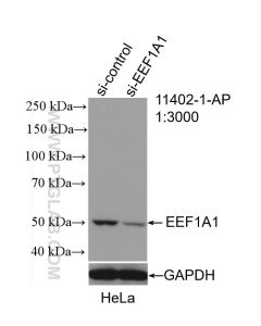 EEF1A1 Polyclonal antibody proteintech 11402-1-AP