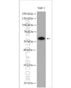 IRF5 Polyclonal antibody proteintech 10547-1-AP