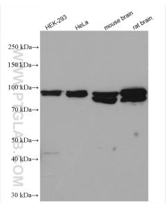 OSBP Polyclonal antibody proteintech 11096-1-AP