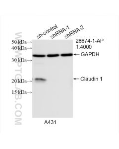 Claudin 1 Polyclonal antibody proteintech 28674-1-AP
