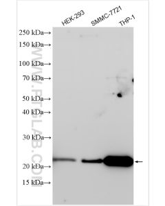 GPX1 Polyclonal antibody proteintech 29329-1-AP