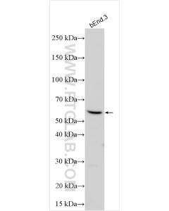 LYVE1 Polyclonal antibody proteintech 32649-1-AP