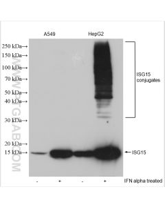 ISG15 Polyclonal antibody proteintech 15981-1-AP