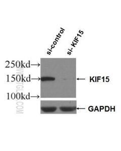 KIF15 Polyclonal antibody proteintech 55407-1-AP