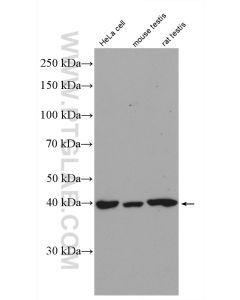 KIN17 Polyclonal antibody proteintech 12313-1-AP