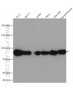 HSP90 Polyclonal antibody proteintech 11405-1-AP