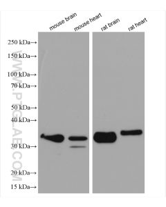 MFF Polyclonal antibody proteintech 17090-1-AP