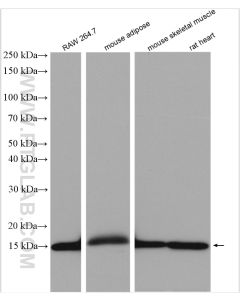 FABP4 Polyclonal antibody proteintech 12802-1-AP