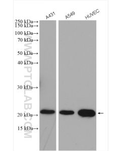 Claudin 1 Polyclonal antibody proteintech 13050-1-AP