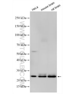RAB5A Polyclonal antibody proteintech 11947-1-AP