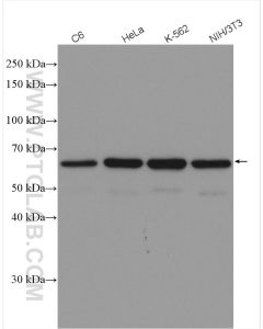 HDAC1 Polyclonal antibody proteintech 10197-1-AP