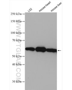 DLD Polyclonal antibody proteintech 16431-1-AP