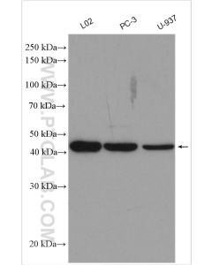 C5aR Polyclonal antibody proteintech 21316-1-AP