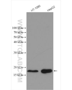 CHCHD2 Polyclonal antibody proteintech 19424-1-AP