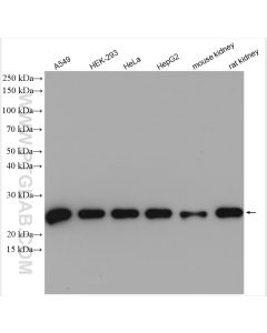PRDX1 Polyclonal antibody proteintech 15816-1-AP