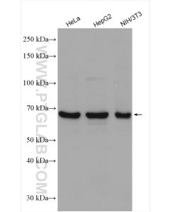 PRMT5 Polyclonal antibody proteintech 18436-1-AP