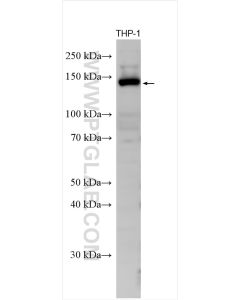 CD11c Polyclonal antibody proteintech 17342-1-AP