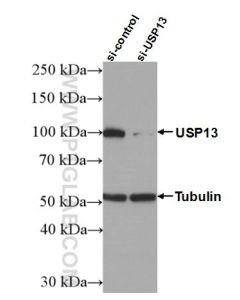 USP13 Polyclonal antibody proteintech 16840-1-AP