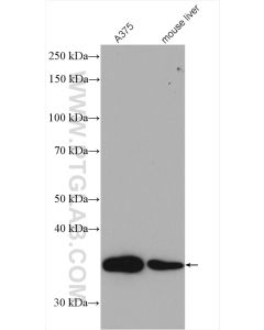 Fibrillarin Polyclonal antibody proteintech 16021-1-AP