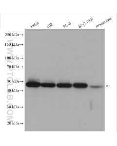 ENO1 Polyclonal antibody proteintech 11204-1-AP
